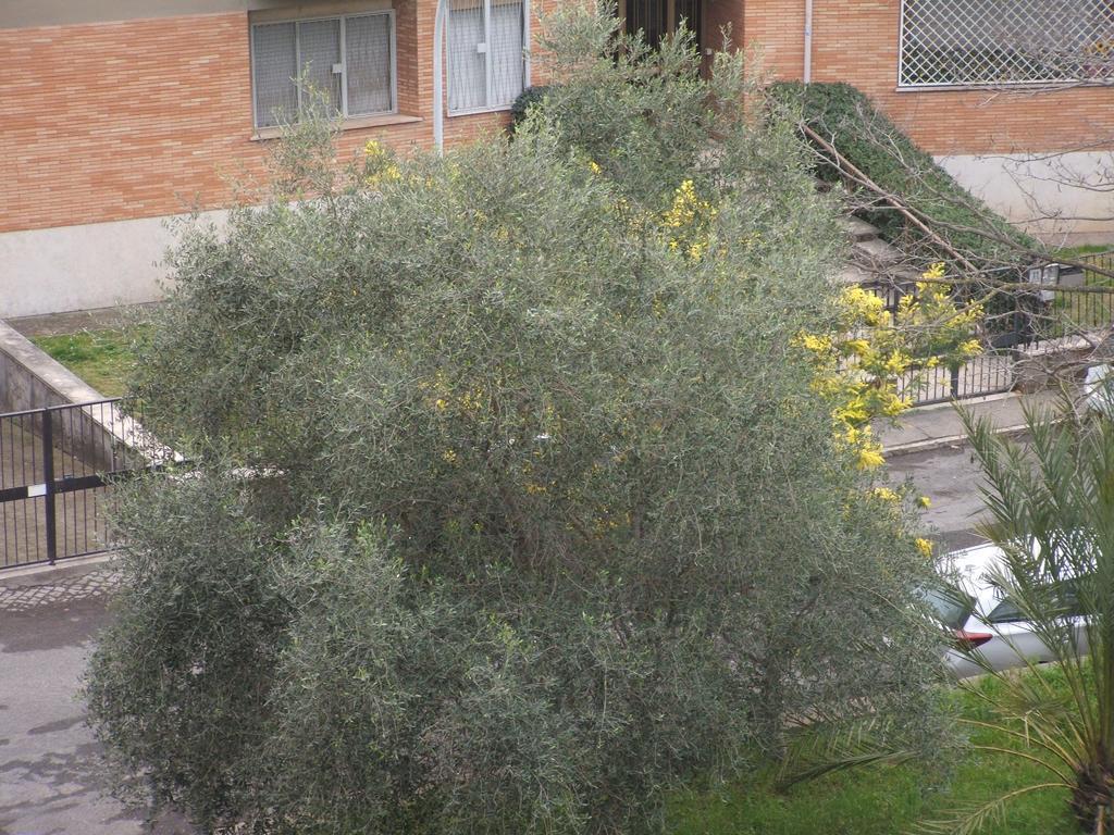 B&B La Cubanina Řím Exteriér fotografie